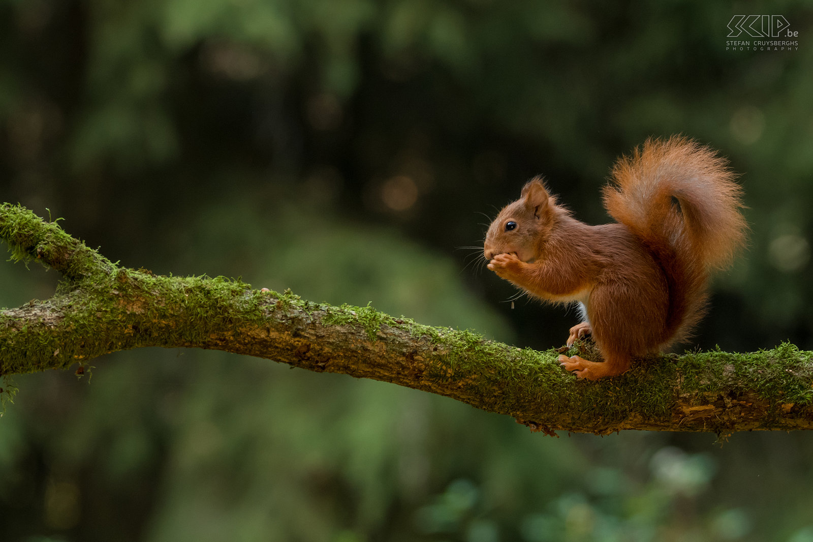 Squirrel on branch  Stefan Cruysberghs